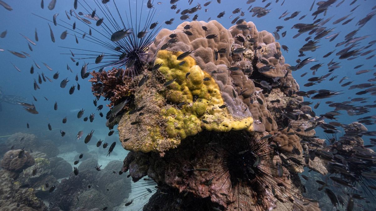 Fotky: Záhadná žlutá nemoc decimuje korálový útes v Thajsku